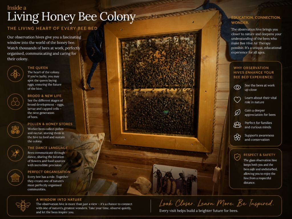 Observation hive inside a Bee Bed cabin showing a healthy honey bee colony, brood, honey stores and working bees in a safe educational display.